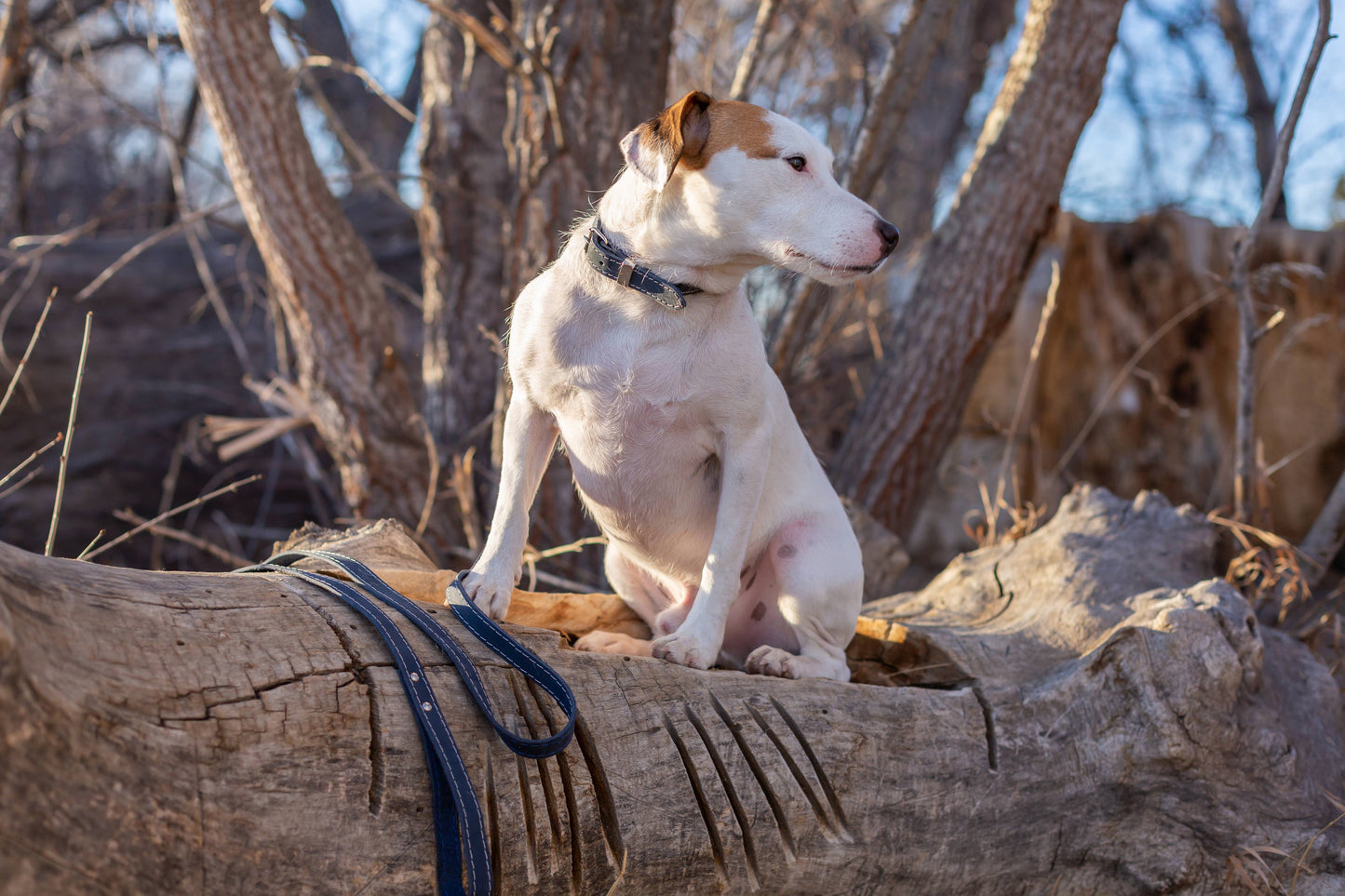 Pro Leather Dog Collar