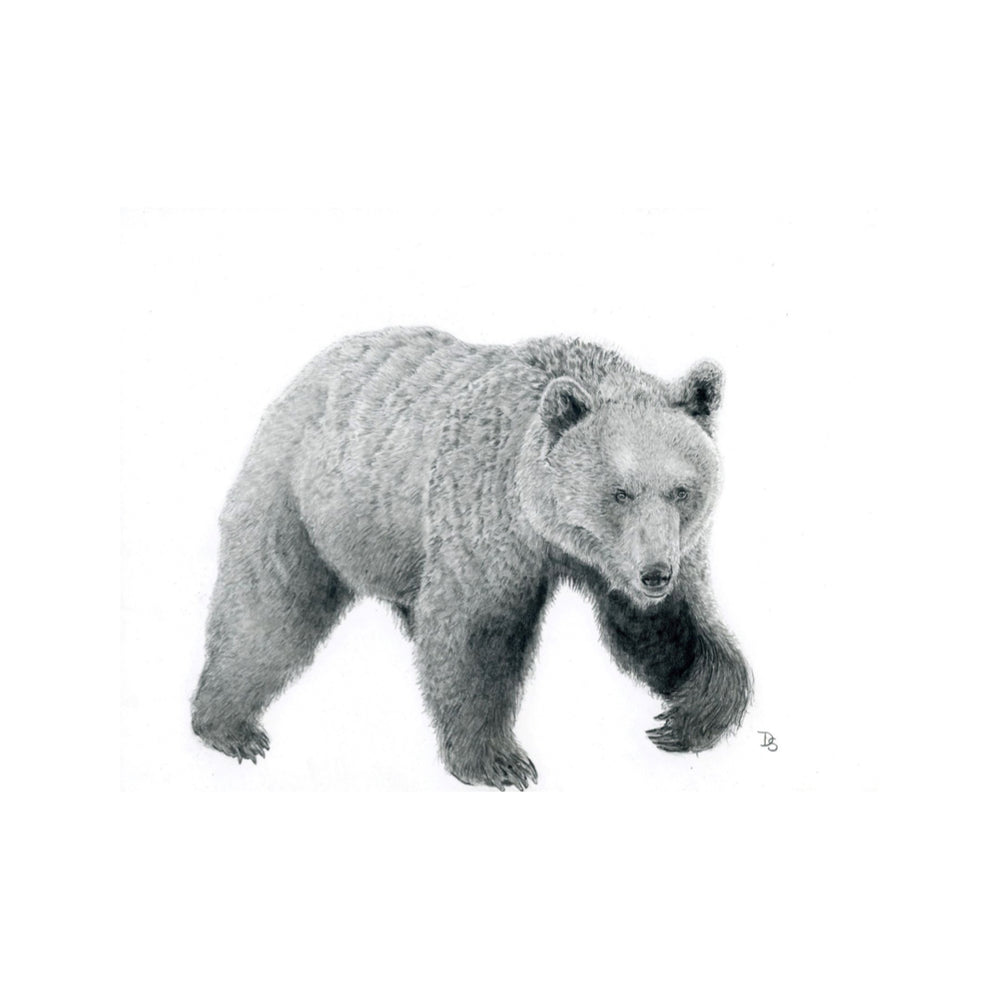 Ursidae: Limited Edition Donny Spencer Print