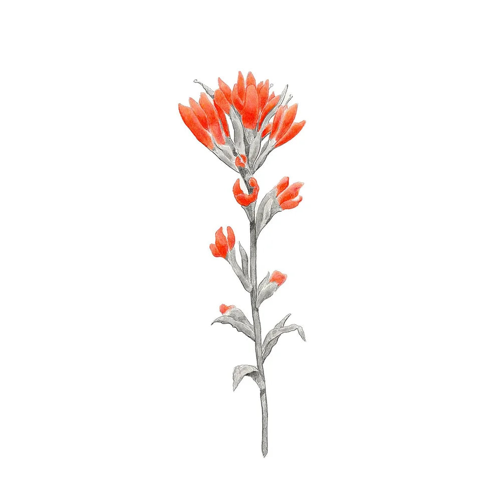 Paint Brush: Limited Edition Donny Spencer Print