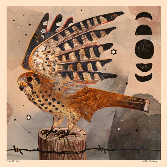 Kestrel - 8x8 Nature Wilderness Art Print