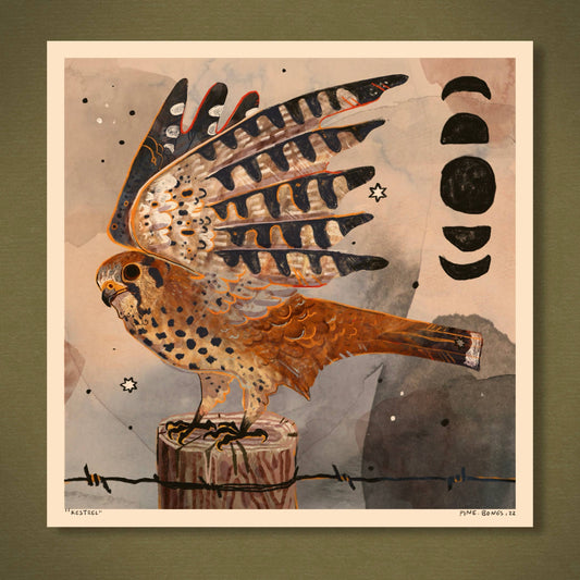 Kestrel - 8x8 Nature Wilderness Art Print 