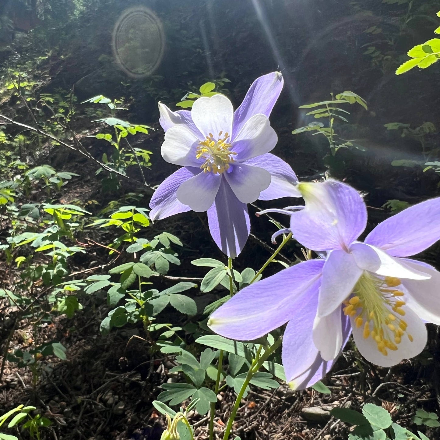 Blue Columbine Seeds – 40 Pack | Colorado Columbine