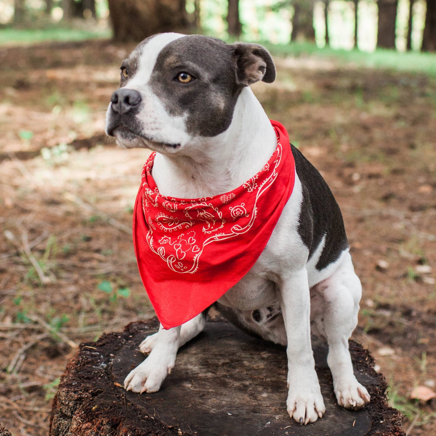 Dixon 22-Inch Red Paisley Western Cotton Bandana