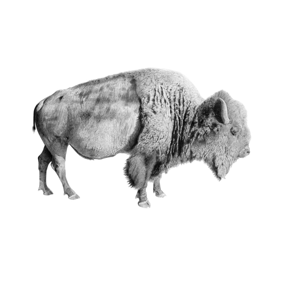 Morning Bison: Limited Edition Donny Spencer Print