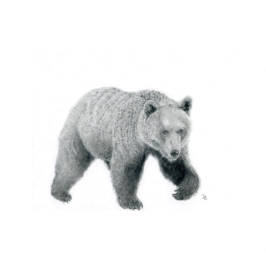 Ursidae: Limited Edition Donny Spencer Print
