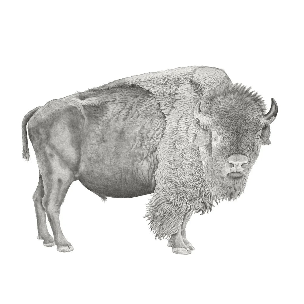 Guardian of the Plains: Limited Edition Donny Spencer Print