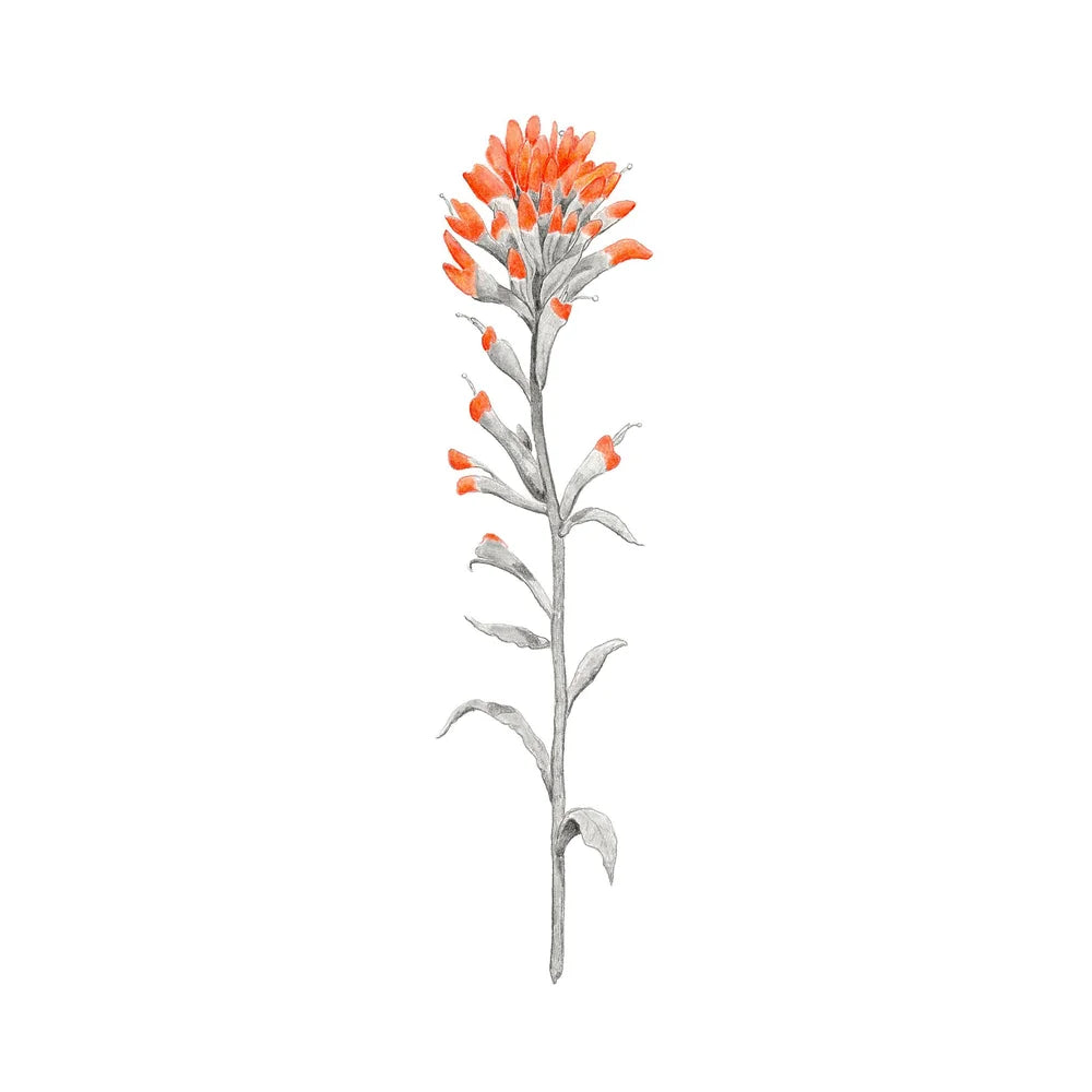 Painted Flower: Limited Edition Donny Spencer Print