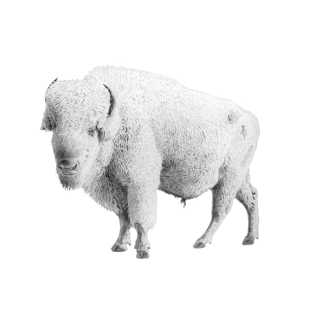 White Bison: Limited Edition Donny Spencer Print