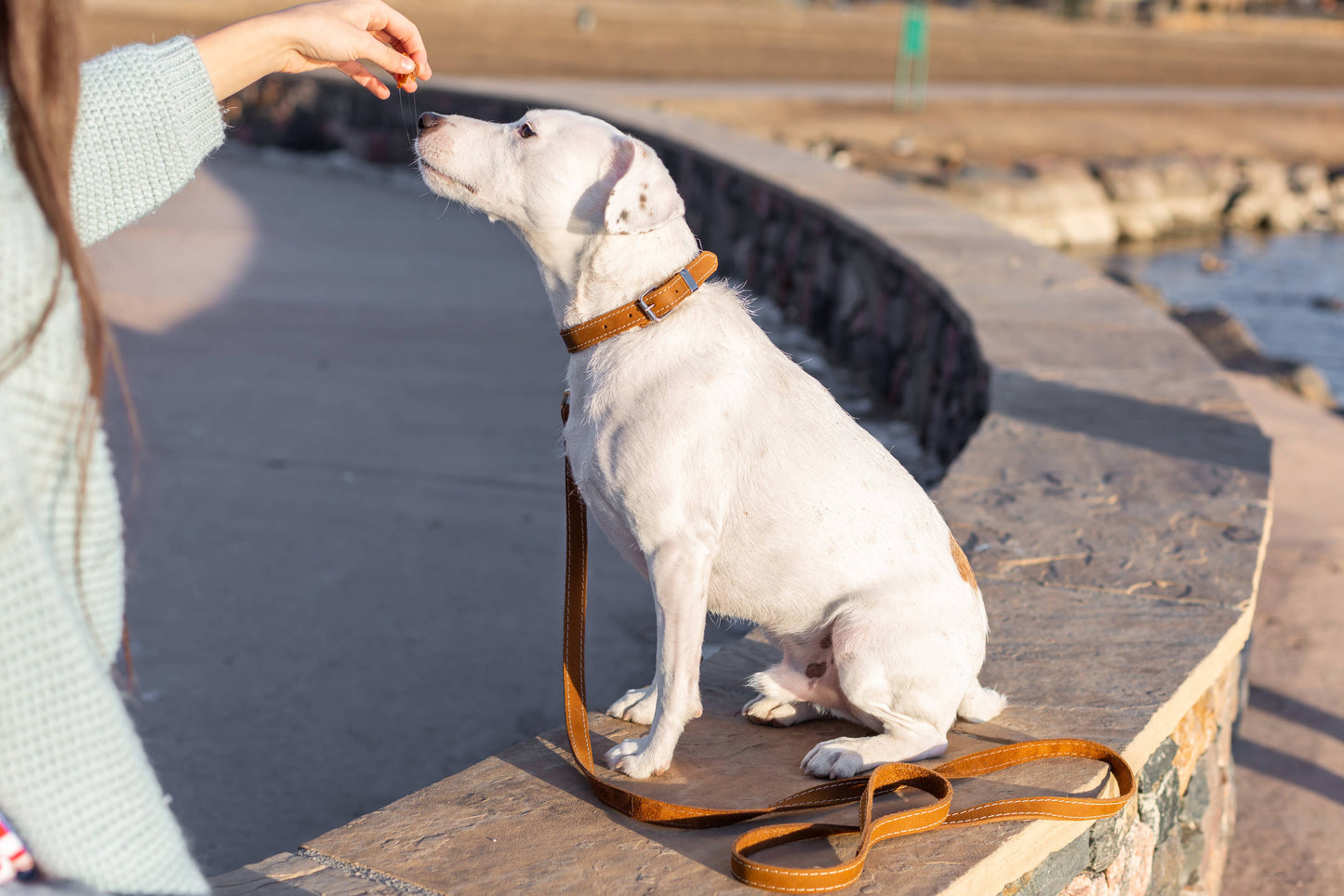 Pro Leather Dog Collar