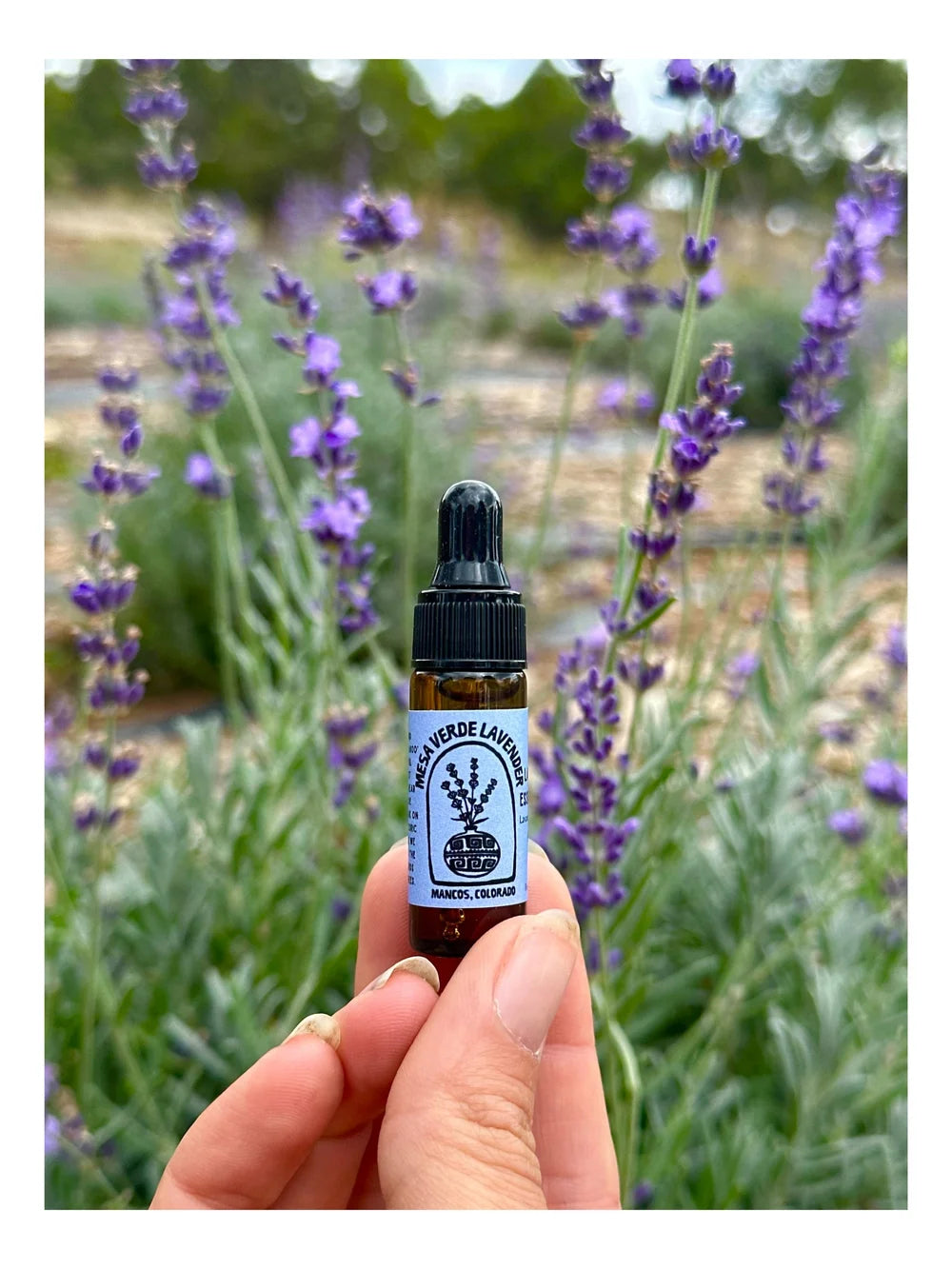 Lavender Essential Oil