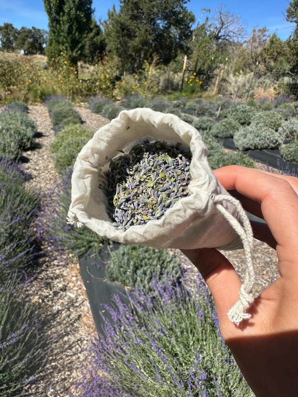 Lavender Sachet